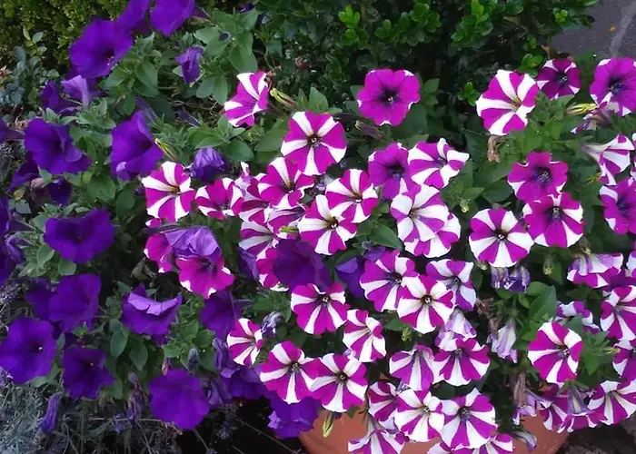 Sportpension Christina By Piaunddirk Gasthof Fügen