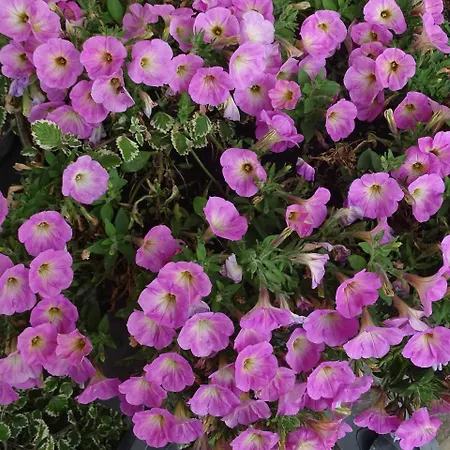 招待所 Sportpension Christina By Piaunddirk 菲根