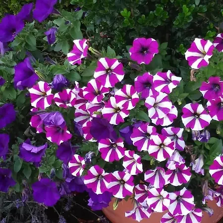 Sportpension Christina By Piaunddirk 招待所 菲根